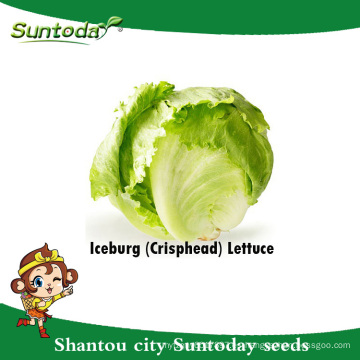 Suntoday vegetal F1 Organic Lactuca sativa water plantting longifolia iceberg lechuga semillas (32002-3)